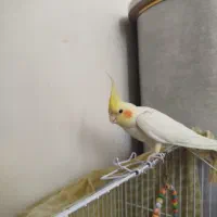 عروس هلندی ماده