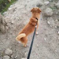 سگ پاکوتاه فروش فوری