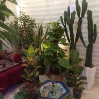 کافه گل|گل و گیاه طبیعی|فولادشهر, B8|دیوار