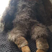 انواع گوریل های پشمالو برند وارداتی مناسب هدیه|اسباببازی بچه|پرند, فاز ۲|دیوار