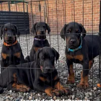 دوبرمن تیپ اروپایی