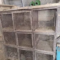 قفس پاجفتی