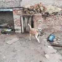 سگ محلی|سگ|زرند, |دیوار