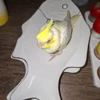 عروس هلندی دستی لوتیتو