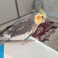 یه جفت عروس هلندی مولد|پرنده|اسلامشهر, شهرک مهدیه|دیوار