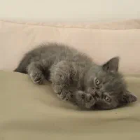 گربه اسکاتی بلو