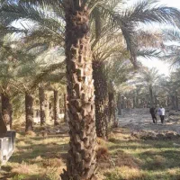 انواع نخل وپاجوش|خدمات باغبانی و درختکاری|یزد, |دیوار