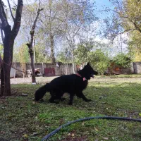 ژرمن شولاین کینگ