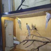 یک جفت ملنگو و هفت عدد عروس هلندی|پرنده|خسروشاه, |دیوار