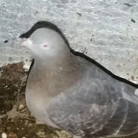 کبوتر|پرنده|بندر کنگان, |دیوار