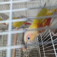 گرینچیک ، ردچیک ، سانچیک