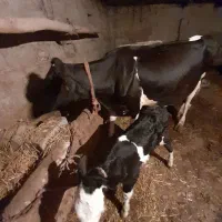 گاو جوان با گوساله نر ۲۰روزه