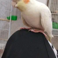 یک عدد عروس هلندی دستی و سخنگو