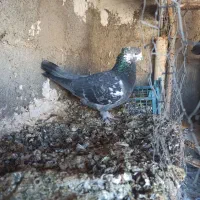 کبوتر تهرانی|پرنده|هندمینی, |دیوار