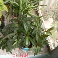 گل طبیعی|گل و گیاه طبیعی|بجنورد, |دیوار