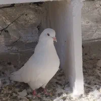 یک عدد ماده سفید مخصوص جفت گاه|پرنده|رامیان, |دیوار