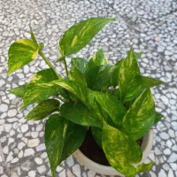 گل پتوس ابلق|گل و گیاه طبیعی|رشت, علی آباد|دیوار