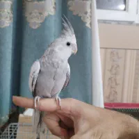 عروس هلندی ایزابلا نر|پرنده|شوشتر, |دیوار