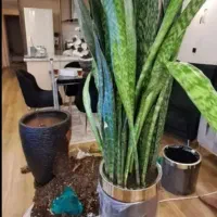 خدمات باغبانی باغچه کاری تعویضی خاک گلدون کاشت گل|خدمات باغبانی و درختکاری|تهران, اکباتان|دیوار