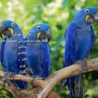 طوطی ماکائو