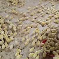 کارگر مرغداری میخوام