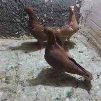 کفتر آرشینگل  و زرد و سرخ