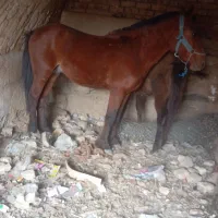 اسب باری وپالانی