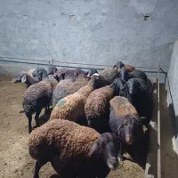 شیشک قزل افشار آبستن سنگین