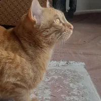 گربه نر نارنجی|گربه|مشهد, ادیب نیشابوری (شهرک غرب)|دیوار