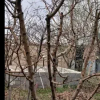 هرس کاری|خدمات باغبانی و درختکاری|ارومیه, |دیوار