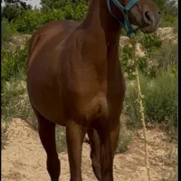 کره نریان|حیوانات مزرعه|ابهر, |دیوار