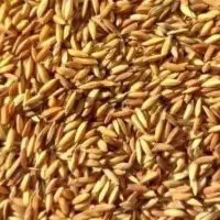 چلتوک بذری عنبربو