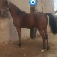 نریان. مادیان. کره