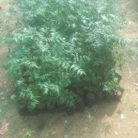 کار گر باغبان