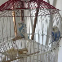 مرغ عشق پروانه ای|پرنده|شهریار, شهریار|دیوار