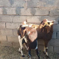 2راس بزغاله|حیوانات مزرعه|بردسکن, |دیوار