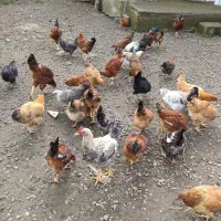 فروش مرغ و خروس درشت سالم و ارگانیک|حیوانات مزرعه|لنگرود, |دیوار