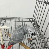 پرنده کاسکو|پرنده|فردیس, قریشی|دیوار