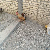 مرغ|حیوانات مزرعه|رامهرمز, |دیوار