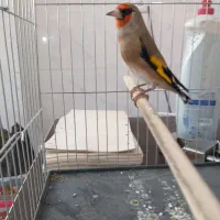 سهره.سقا|پرنده|کرمان, |دیوار