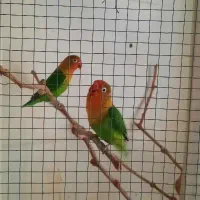 کوتوله برزیلی