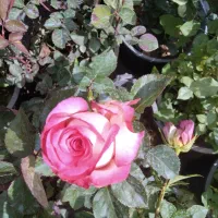 گل رزهلندی پانصدمتربعدازپالایشگاه تبریزبطرف آذرشهر