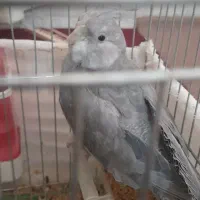 عروس هلندی نر
