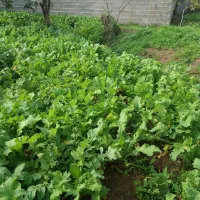 انواع سبزیجات محلی برگ سیر،یرالماسی|خوردنی و آشامیدنی|رشت, فخب|دیوار