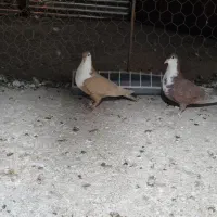 فروش دو عدد ریش ماده خوشگل|پرنده|فهرج, |دیوار