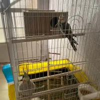 یک جفت عروس هلندی ماده با تمام وسایل به فروش میرسد