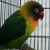 یک جفت کوتوله برزیلی مُوَلِّد