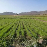 نشا پیاز سفید بذر مینرواسیوان|گل و گیاه طبیعی|درب بهشت, |دیوار