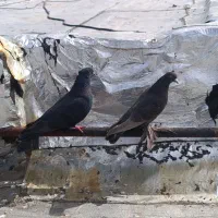 کفتر