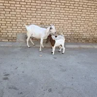 بز جوان شکم اول مطفل دقلوزا برای داشت خوبه